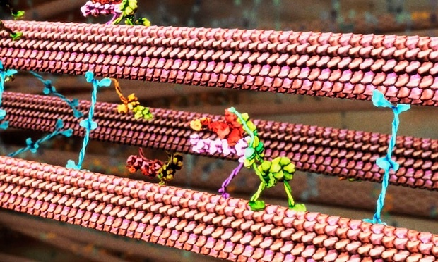 Animation of 3D Proteins - Model 3D Biology
